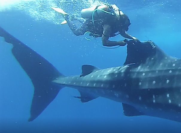 Rafael de la Parra tags a whale shark off the coast of Mexico
